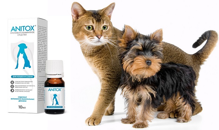 Anitox от паразитов и глистов для кошек и собак: здоровый питомец - счастливый хозяин!