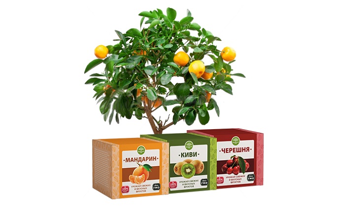 Домашний сад плодовые мини-деревья, мандарин, киви, вишня: 100% натуральный и безопасный урожай!