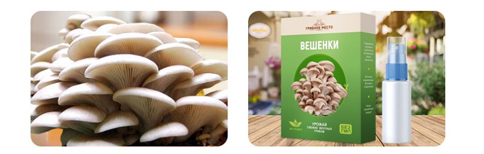 Грибное место грибница Выращивание вешенок в домашних условиях круглый год: дешевле и полезнее магазинных грибов!