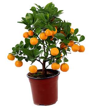 Апельсиновое мини дерево Экодар