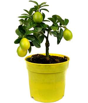 Лимонное гибридное мини дерево Экодар