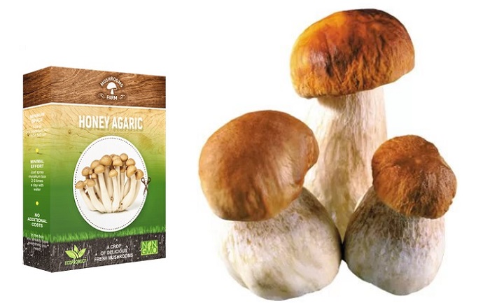 Mushrooms Farm домашнее выращивание грибов: будьте уверены в качестве любимого продукта!