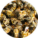 Пчелиный подмор в медовом спасе